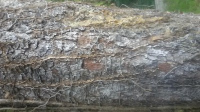 20180417_080636.jpg (108.21 KiB) Osservato 1393 volte 20180417_080636.jpg