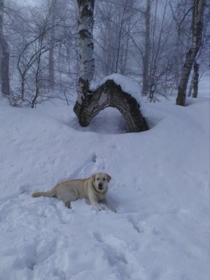 Col del Lys 19-03-2018.jpg (82.2 KiB) Osservato 1130 volte Col del Lys 19-03-2018.jpg