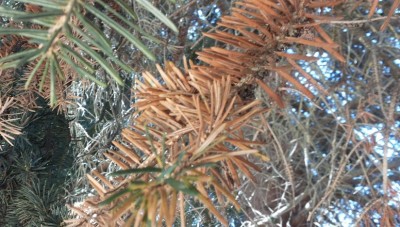 foto-3.jpg (115.27 KiB) Osservato 2222 volte foto-3.jpg