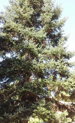 foto-1.jpg (112.1 KiB) Osservato 2194 volte foto-1.jpg