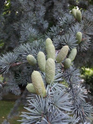 Picea pungens.jpg (91.46 KiB) Osservato 2161 volte Picea pungens.jpg