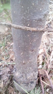 IMG_20180501_182320.jpg (92.71 KiB) Osservato 3437 volte IMG_20180501_182320.jpg