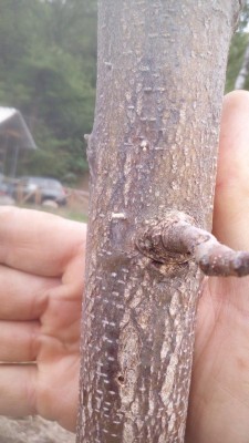 IMG_20180501_182344.jpg (87.4 KiB) Osservato 3391 volte IMG_20180501_182344.jpg