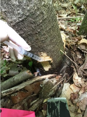 ailanthus_Inoculation.jpg (61.98 KiB) Osservato 1015 volte ailanthus_Inoculation.jpg