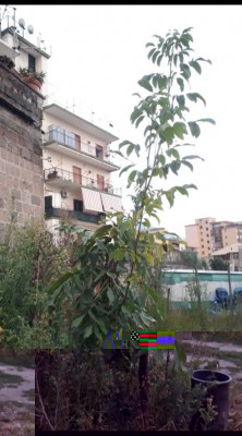 Screenshot_20180806-201230.jpg (77.76 KiB) Osservato 838 volte Screenshot_20180806-201230.jpg