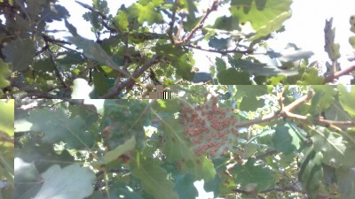 20180806_150629.jpg (89.4 KiB) Osservato 644 volte 20180806_150629.jpg