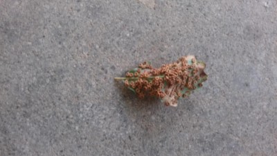 20180806_150724.jpg (64.89 KiB) Osservato 644 volte 20180806_150724.jpg