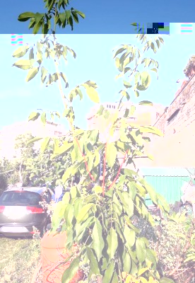 20180809_183155 (4) (1).jpg (156.73 KiB) Osservato 785 volte 20180809_183155 (4) (1).jpg