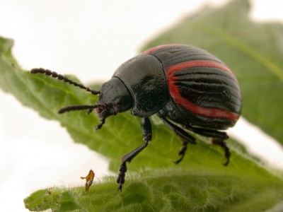 Deuterocampa quadrijugajpg.jpg (326.34 KiB) Osservato 1102 volte Deuterocampa quadrijugajpg.jpg