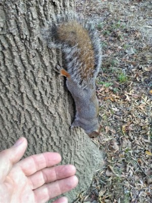 scoiattolo americano.jpg (166.74 KiB) Osservato 942 volte scoiattolo americano.jpg