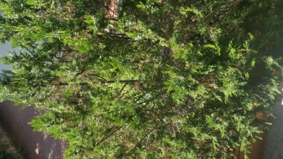 20180830_113053.jpg (192.43 KiB) Osservato 835 volte 20180830_113053.jpg