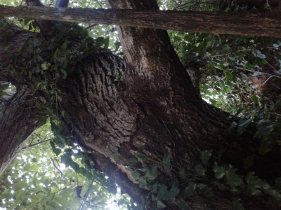 20180911_193223.jpg (120.07 KiB) Osservato 1052 volte 20180911_193223.jpg