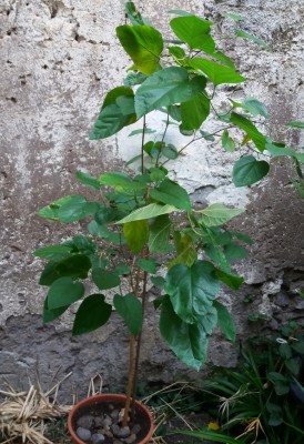 20180909_162844.jpg (287.29 KiB) Osservato 663 volte 20180909_162844.jpg