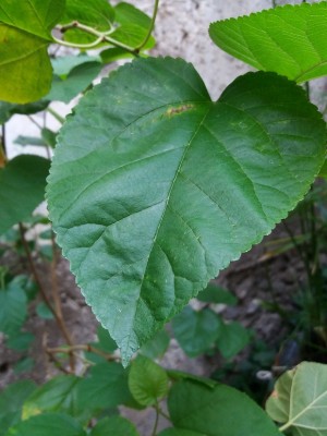 20180909_162851.jpg (181.81 KiB) Osservato 663 volte 20180909_162851.jpg