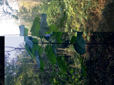 DAB15A06-5736-4D40-9776-90E61D81B9BC.jpeg (193.85 KiB) Osservato 1101 volte DAB15A06-5736-4D40-9776-90E61D81B9BC.jpeg