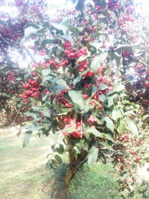 IMG_20181110_122505.jpg (174.55 KiB) Osservato 974 volte IMG_20181110_122505.jpg