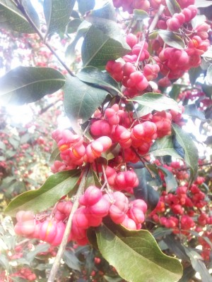 IMG_20181110_122515.jpg (117.19 KiB) Osservato 974 volte IMG_20181110_122515.jpg