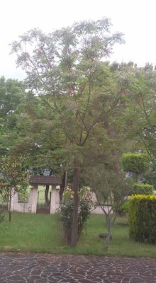 pianta_n.jpg (75.66 KiB) Osservato 523 volte pianta_n.jpg