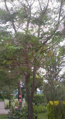 pianta2_n.jpg (102.66 KiB) Osservato 523 volte pianta2_n.jpg