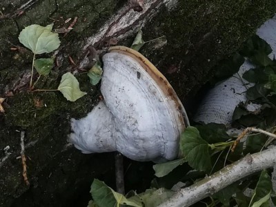 10 - FUNGO ALLA BASE DELLA FRATTURA - Copia.jpg (115.94 KiB) Osservato 556 volte 10 - FUNGO ALLA BASE DELLA FRATTURA - Copia.jpg