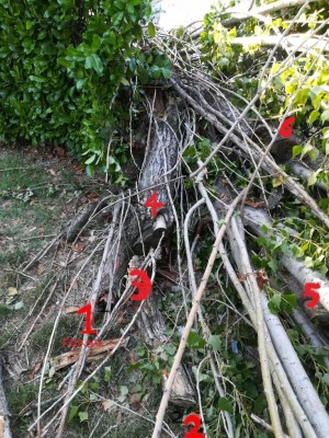 6 -.jpg (223.09 KiB) Osservato 610 volte 6 -.jpg