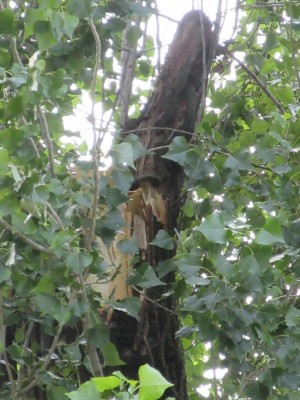 9.JPG (114.11 KiB) Osservato 606 volte 9.JPG