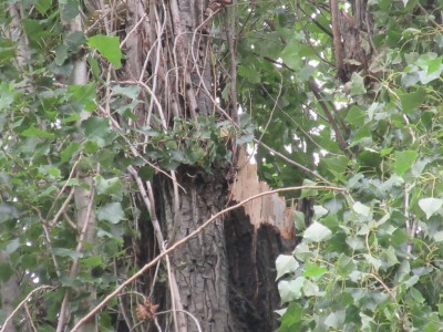 5.JPG (144.71 KiB) Osservato 606 volte 5.JPG