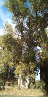 IMG_20190721_185158_4.jpg (144.98 KiB) Osservato 817 volte IMG_20190721_185158_4.jpg