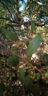 IMG_20190721_185332_0.jpg (105.67 KiB) Osservato 817 volte IMG_20190721_185332_0.jpg