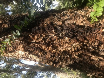 tronco1 / IMG_0877.JPG IMG_0877.JPG