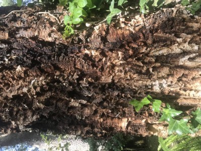 tronco2 / IMG_9076.JPG IMG_9076.JPG