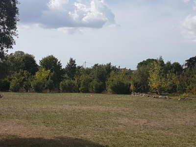 L'albero verrebbe messo dove c' è il pallone arancione / 20191005_150611.jpg 20191005_150611.jpg