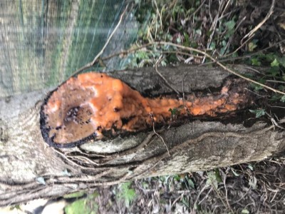 0296E346-CF30-48CF-90CD-BC75AEFAD9F7.jpeg (140.22 KiB) Osservato 2814 volte 0296E346-CF30-48CF-90CD-BC75AEFAD9F7.jpeg