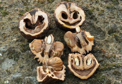 juglans nigra.jpg (273.67 KiB) Osservato 726 volte juglans nigra.jpg