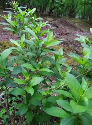 pianta.jpg (124.29 KiB) Osservato 774 volte pianta.jpg