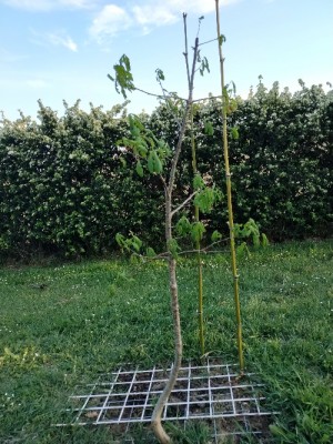 P00508-193916_resize_73.jpg (332 KiB) Osservato 940 volte P00508-193916_resize_73.jpg