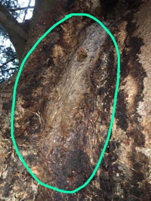 780AF044-DC53-4EA7-B2B6-4F8551904A69.jpeg (147.78 KiB) Osservato 727 volte 780AF044-DC53-4EA7-B2B6-4F8551904A69.jpeg