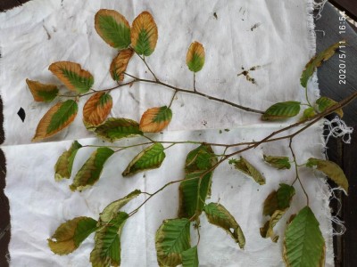 IMG_20200511_165413.jpg (112.85 KiB) Osservato 622 volte IMG_20200511_165413.jpg