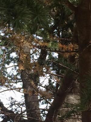 PHOTO-2020-05-15-08-56-39.jpg (122 KiB) Osservato 605 volte PHOTO-2020-05-15-08-56-39.jpg