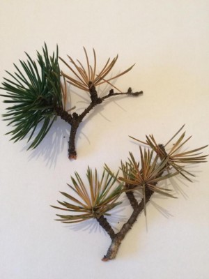 PHOTO-2020-05-14-19-43-17.jpg (62.11 KiB) Osservato 604 volte PHOTO-2020-05-14-19-43-17.jpg