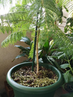 particolare del fusto / IMG_20200818_115254.jpg IMG_20200818_115254.jpg