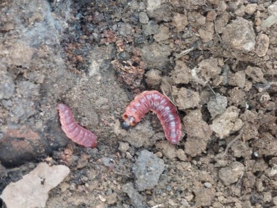 20211002_152533.jpg (154.08 KiB) Osservato 1298 volte 20211002_152533.jpg