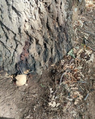 Screenshot_20211002-160845_Gallery.jpg (245.75 KiB) Osservato 1296 volte Screenshot_20211002-160845_Gallery.jpg