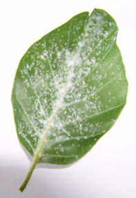 foglia1.jpg foglia1.jpg