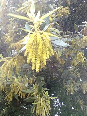 Immag0243.jpg (62.33 KiB) Osservato 785 volte Immag0243.jpg