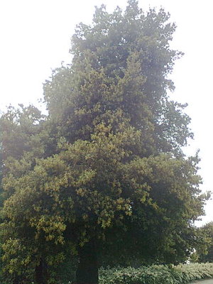 Immag0244.jpg (47.98 KiB) Osservato 785 volte Immag0244.jpg