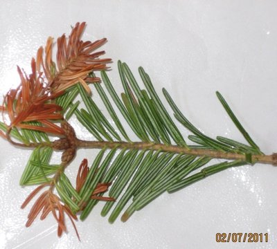 particolare Abete bianco.jpg (164.4 KiB) Osservato 2621 volte particolare Abete bianco.jpg