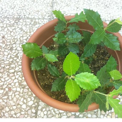 querce1p.JPG (131.57 KiB) Osservato 2599 volte querce1p.JPG