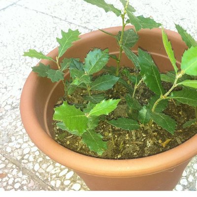 querce2p.JPG (122.71 KiB) Osservato 2599 volte querce2p.JPG