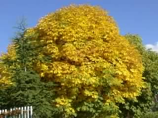 ippocastano.jpg ippocastano.jpg